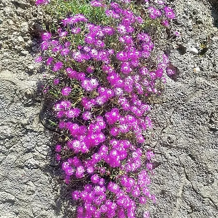 Margot Frühstückspension